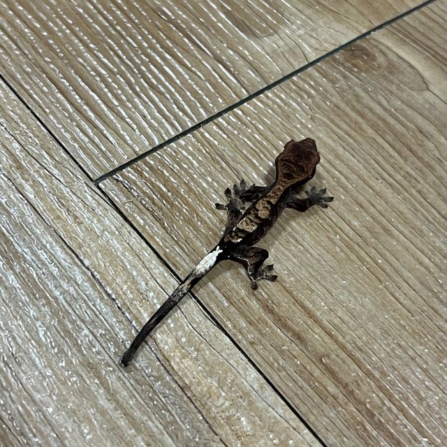 카푸치노 다크