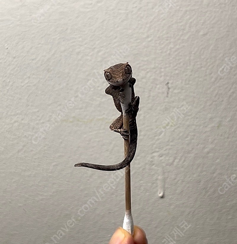 꿈꾸레