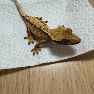 노멀