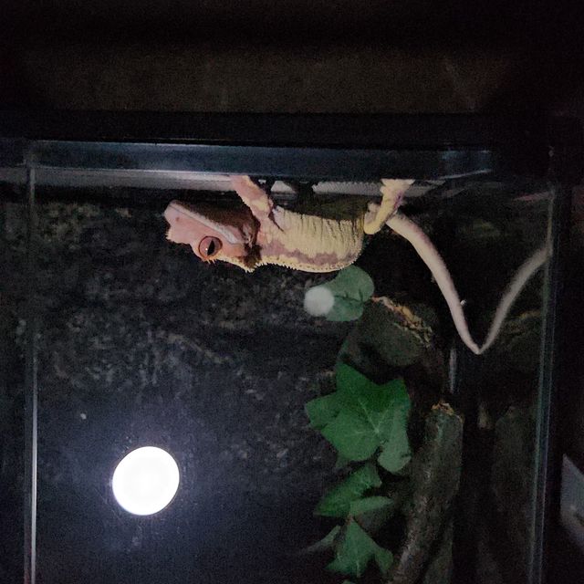 프라푸치노