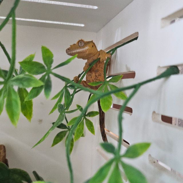 달마시안