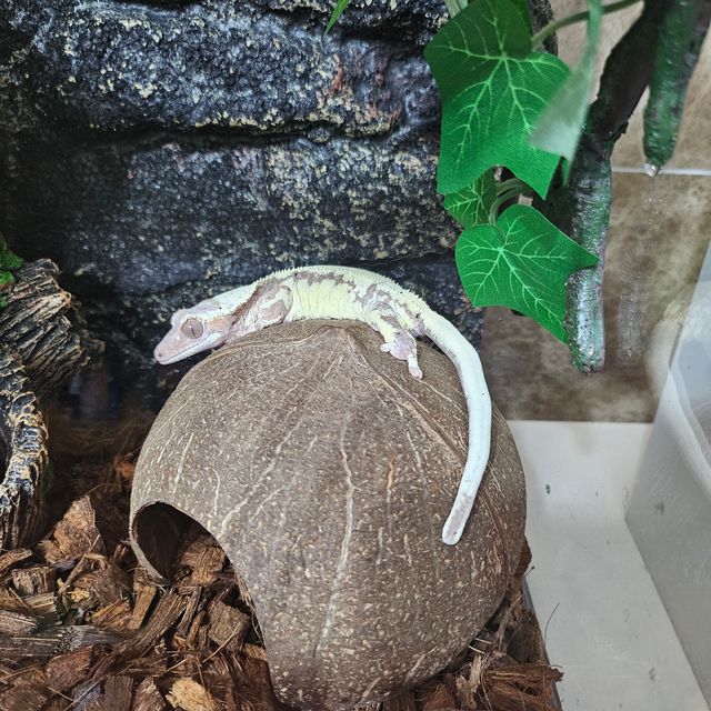 프라푸치노