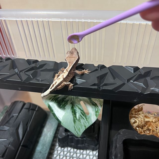 세이블