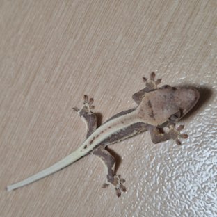 릴리100%헷아잔틱