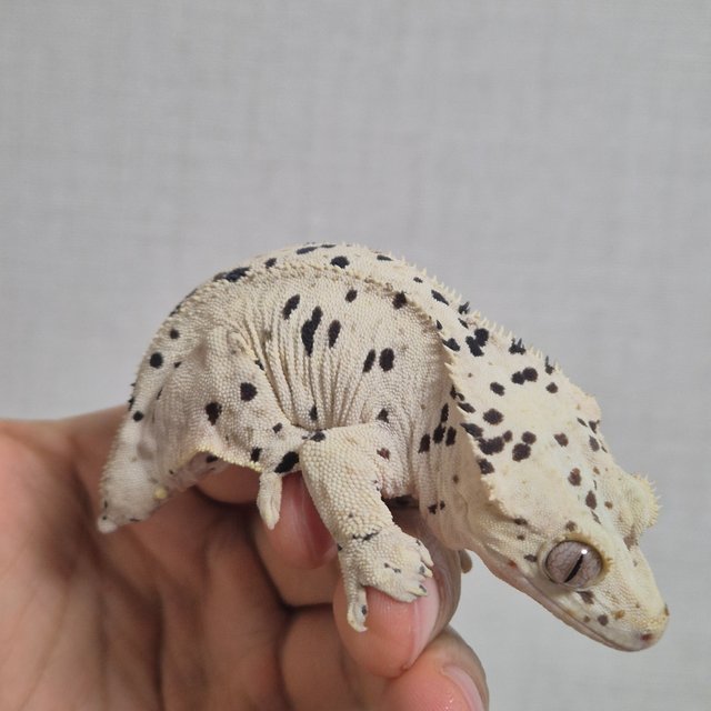 슈퍼달마시안 화이트