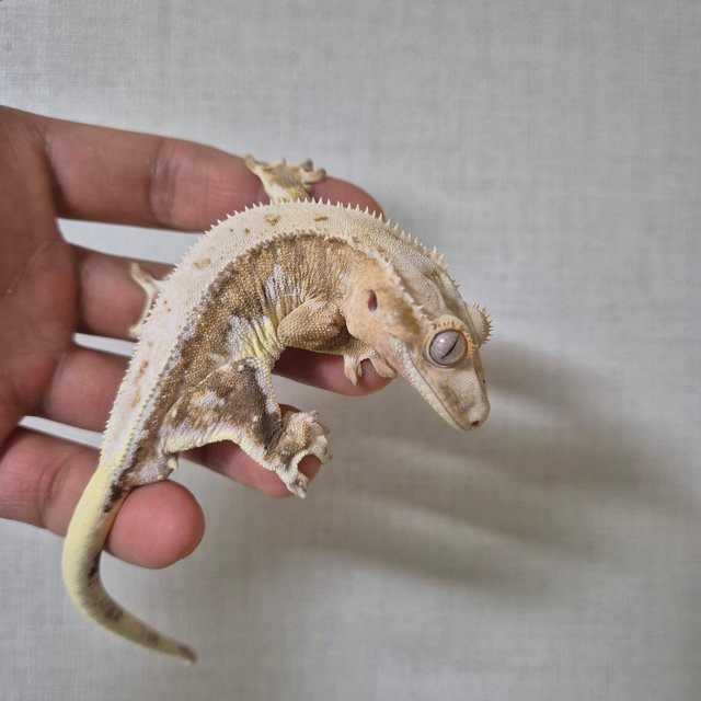 릴리100%헷아잔틱