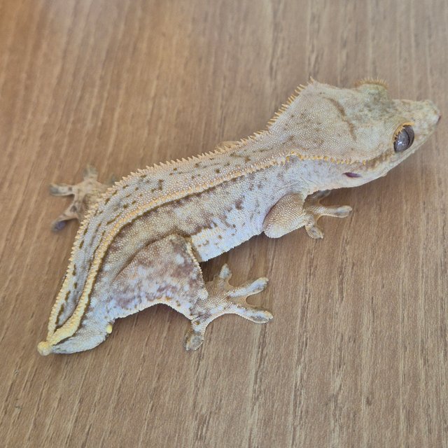 노멀 풀핀 크림