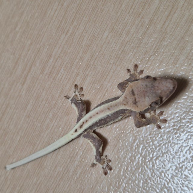 릴리100%헷아잔틱