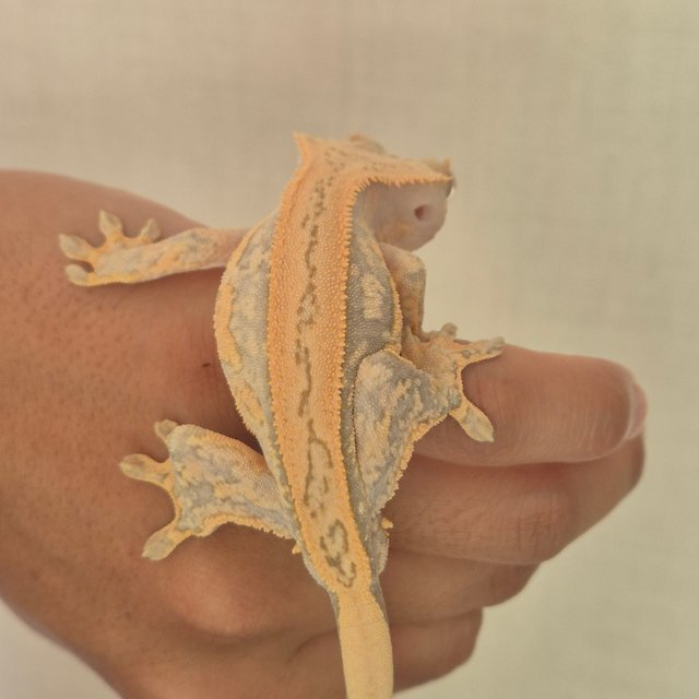 노멀 풀핀 크림