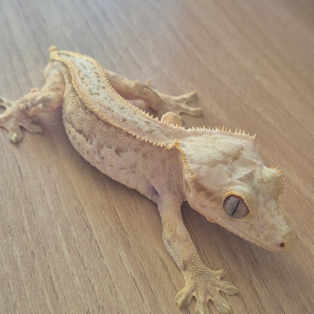 노멀 풀핀 크림