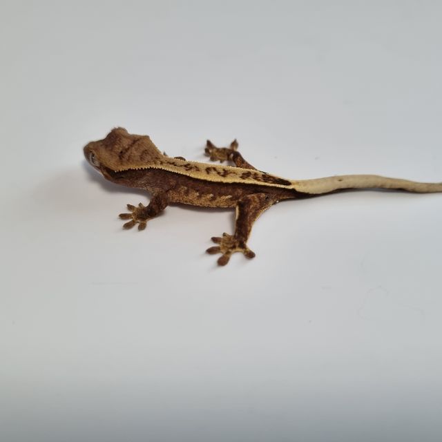 트라이 핀스트라이프 레드