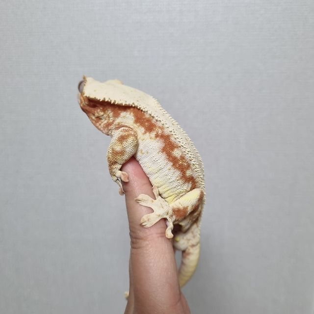 릴리화이트 레드