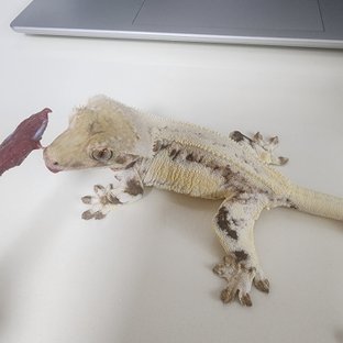 발키리