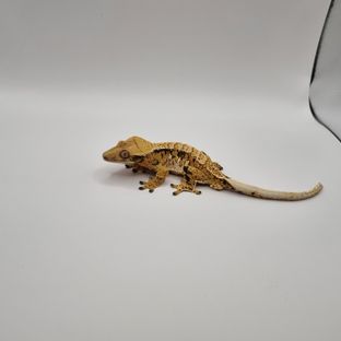 익스트림할리퀸