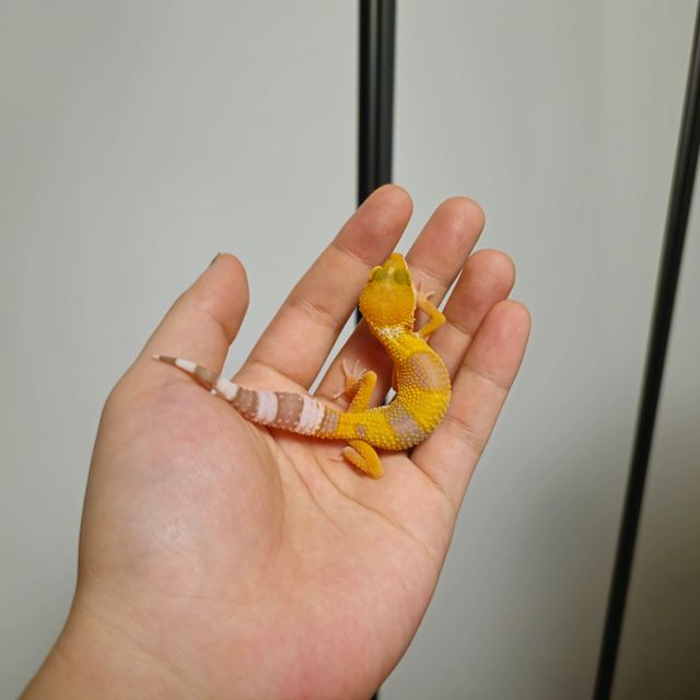 썬글로우