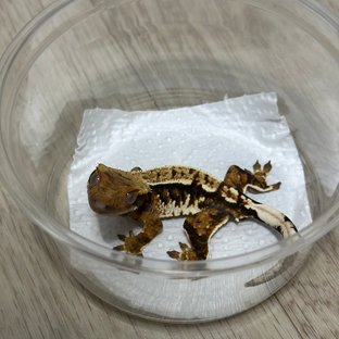 텐저린 트라이 익스트림할리퀸