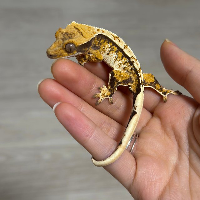 트라이 익스트림할리퀸