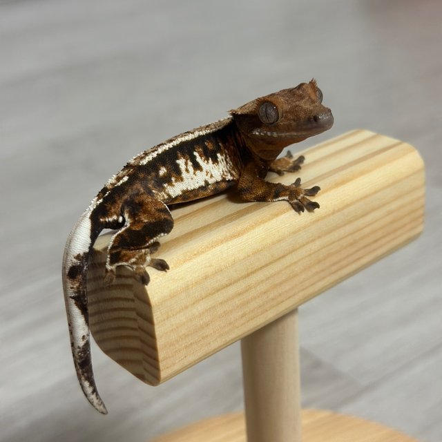 텐저린 트라이 익스트림할리퀸