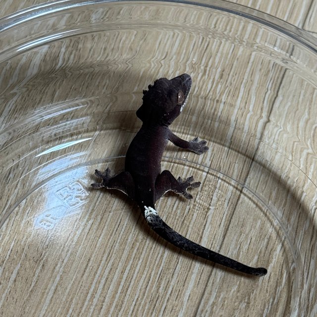 챠콜 팬텀 카푸치노