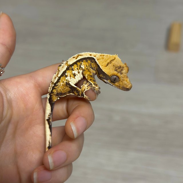 트라이 익스트림할리퀸