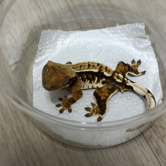 텐저린 익스트림할리퀸