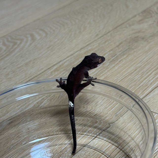 챠콜 팬텀 카푸치노