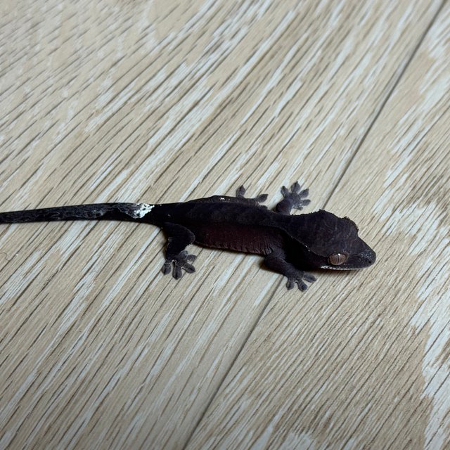 챠콜 팬텀 카푸치노