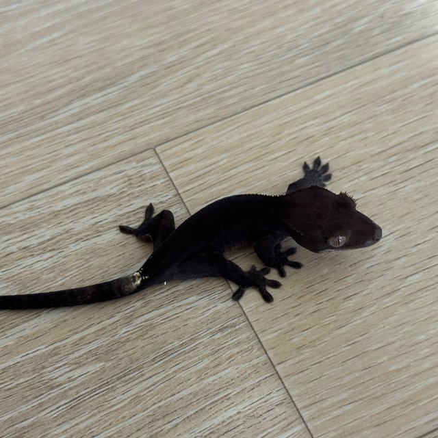 챠콜 팬텀 카푸치노