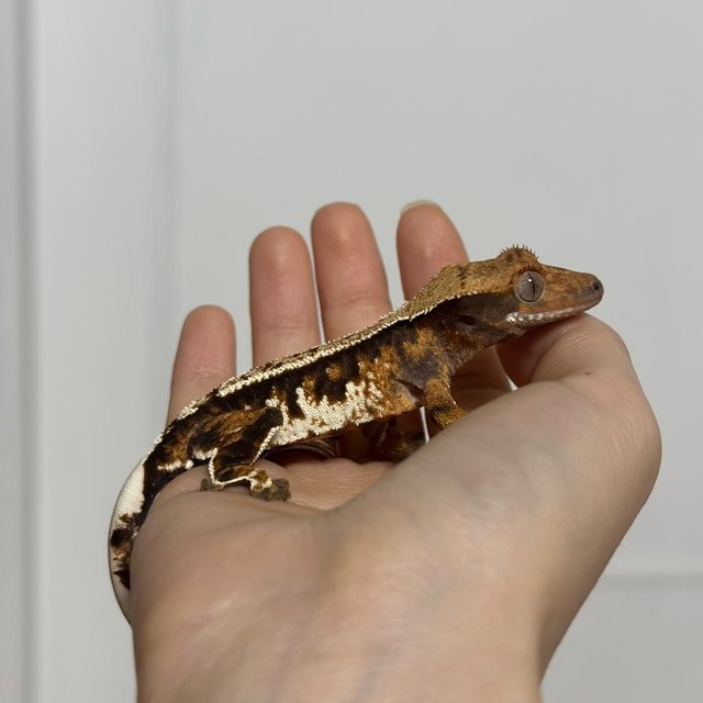 텐저린 익스트림할리퀸