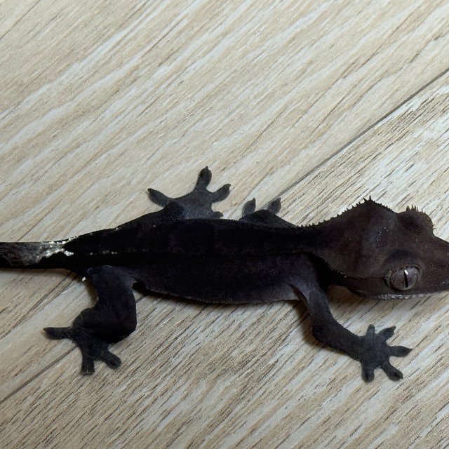 챠콜 팬텀 카푸치노