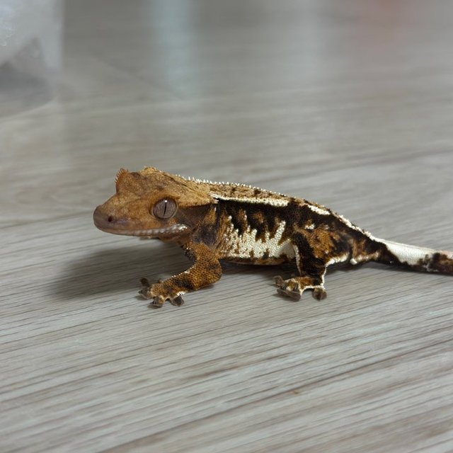 텐저린 익스트림할리퀸