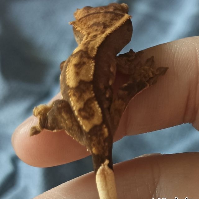 노멀 다크 풀핀