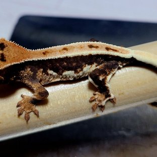 릴리100%헷아잔틱 엠티백