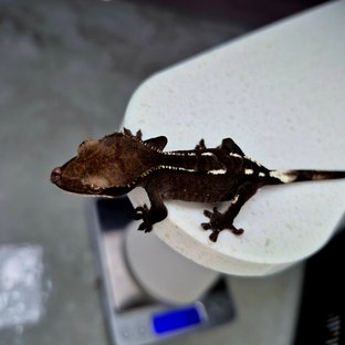 아잔틱