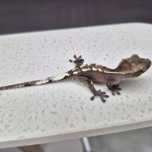 아잔틱