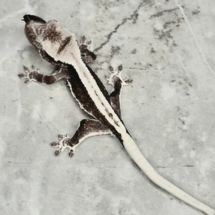 릴잔틱