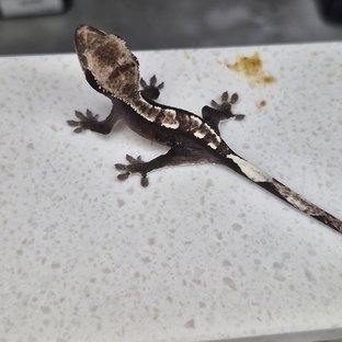 아잔틱
