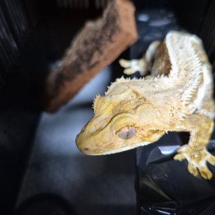 릴리100%헷아잔틱