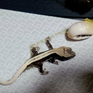릴잔틱