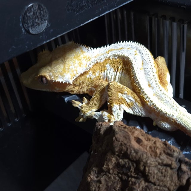 릴리100%헷아잔틱 크림