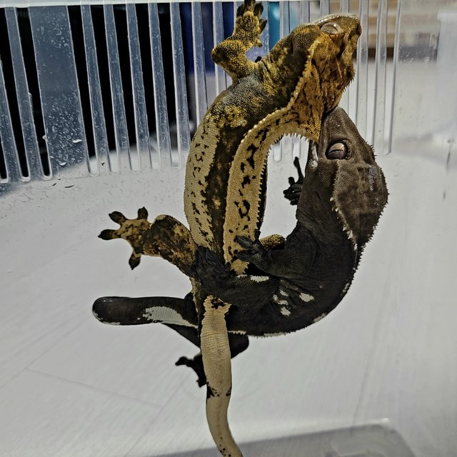 아잔틱 화이트포트홀