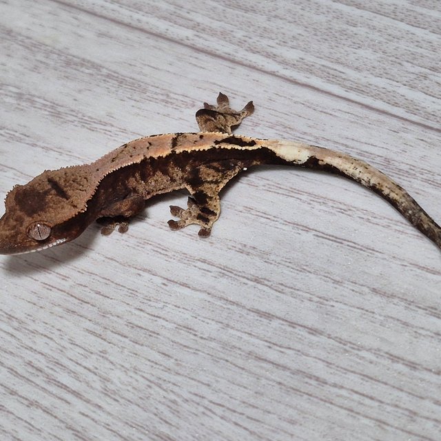 100%헷아잔틱 세이블