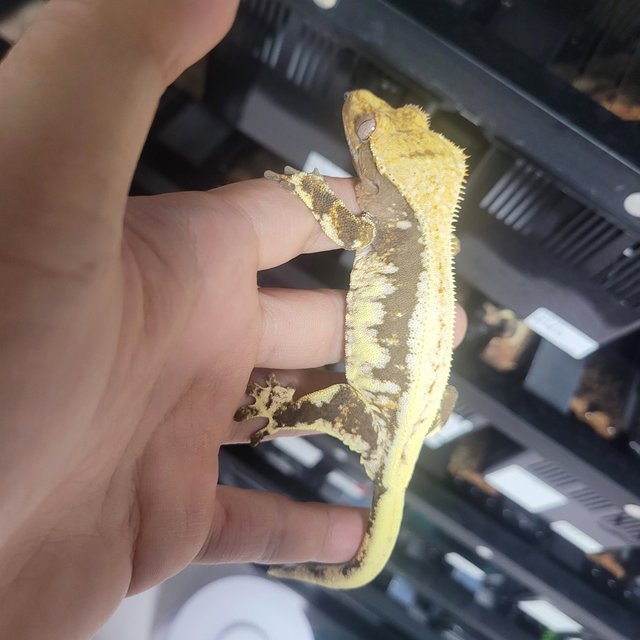 릴리100%헷아잔틱