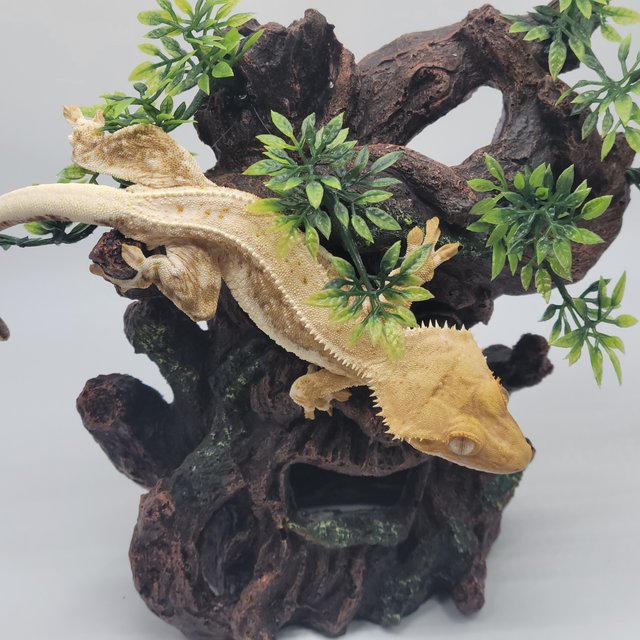 릴리100%헷아잔틱