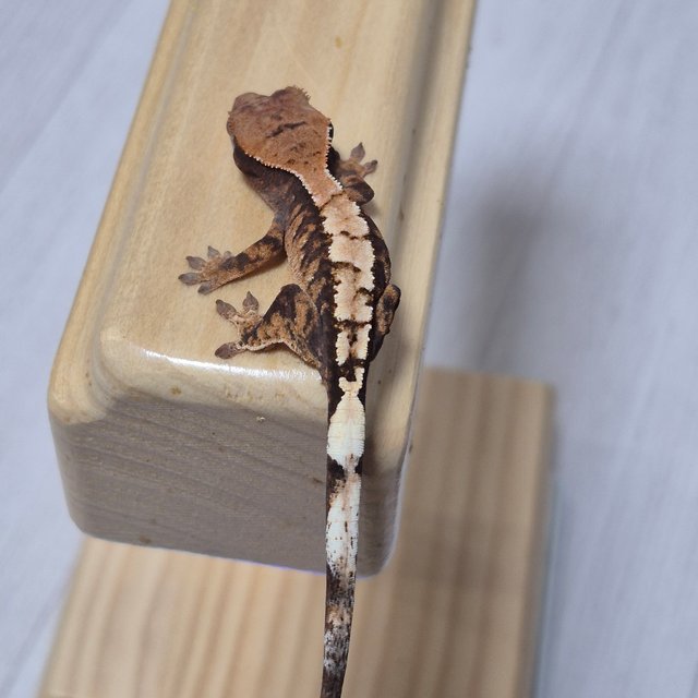 100%헷아잔틱 세이블