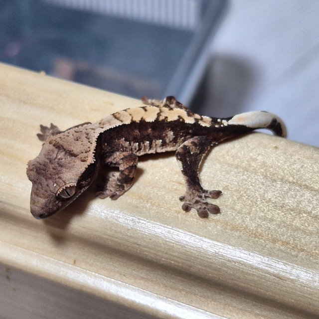 100%헷아잔틱 세이블