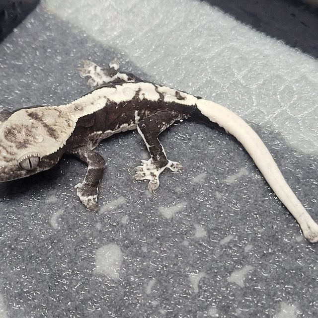 릴잔틱