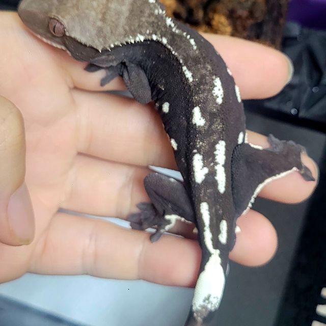 아잔틱