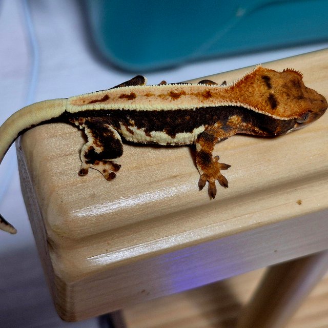 릴리100%헷아잔틱 엠티백