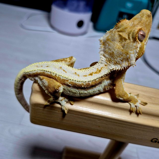 릴리100%헷아잔틱